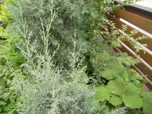 横浜市磯子区：フェンス脇の植木2