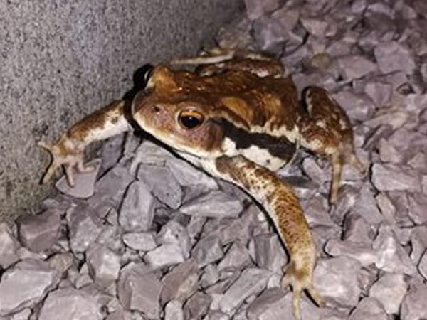 暑さの中での現地調査